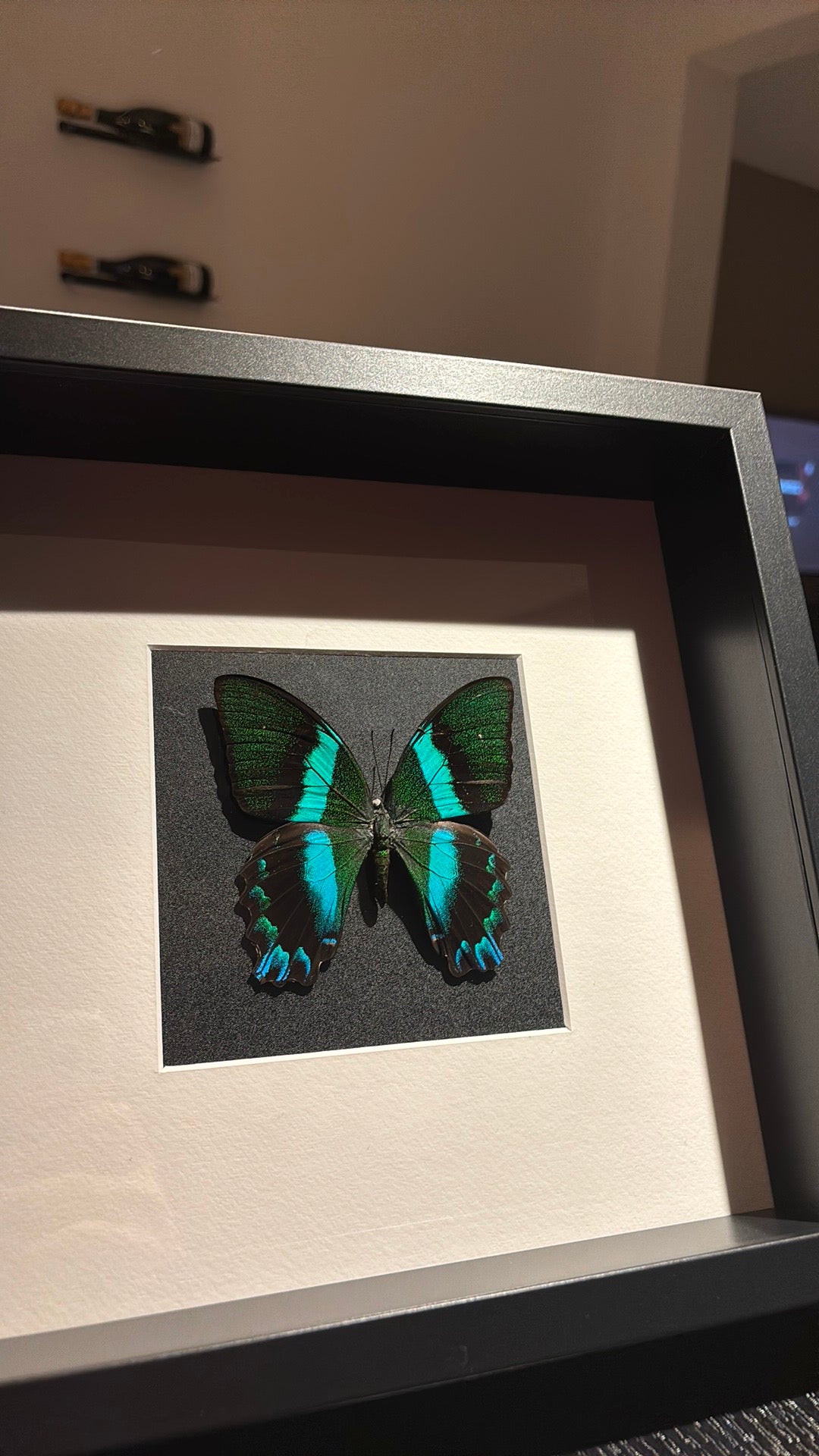 Papilio Blumei in lijst π¦
