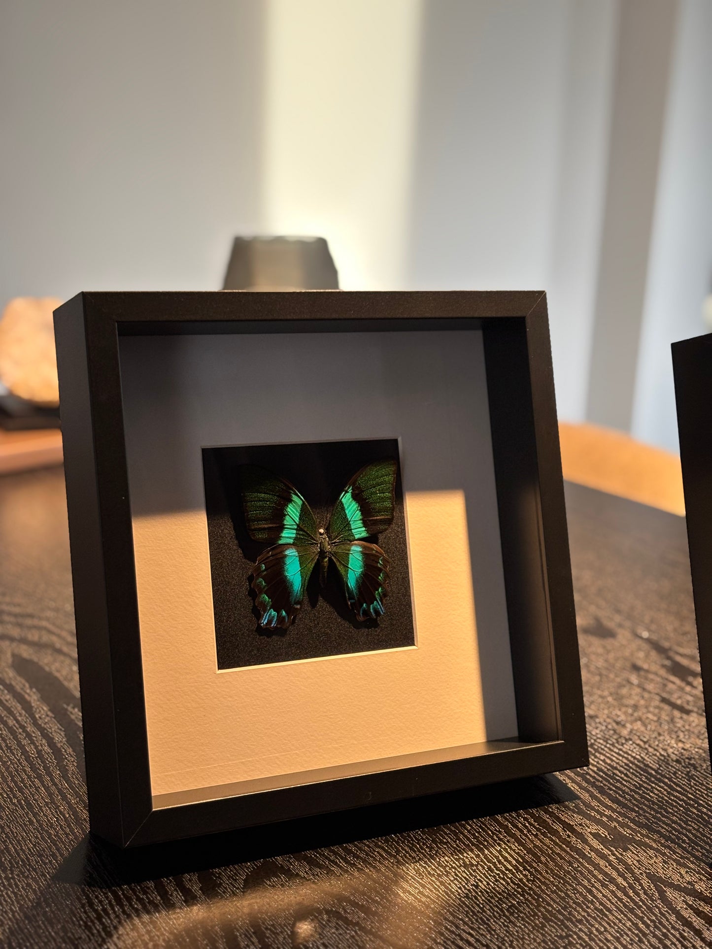 Papilio Blumei in lijst 🦋